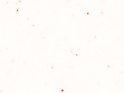: S-204 Creamy Sand