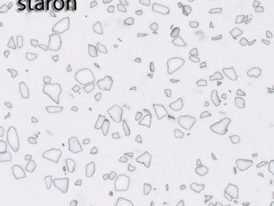 : Dalmatian QD 212